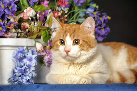 Beautiful red with a white breast cat in studio on dark background with flowers.