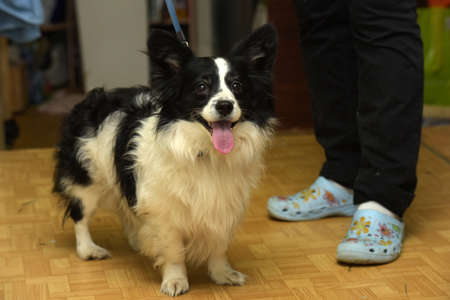 Small black and white dogの写真素材