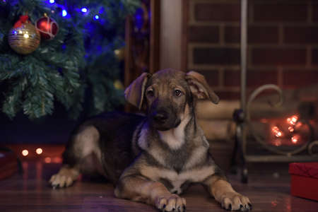 cute puppy crossbreed sheep dog is at homeの写真素材