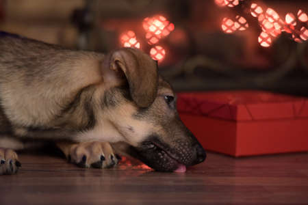 cute puppy crossbreed sheep dog is at homeの写真素材