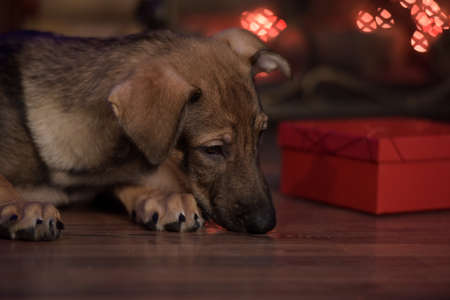 cute puppy crossbreed sheep dog is at homeの写真素材
