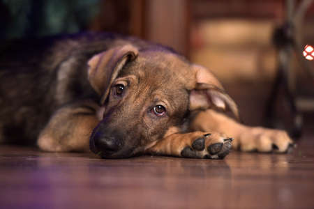 cute puppy crossbreed sheep dog is at home on the floorの写真素材