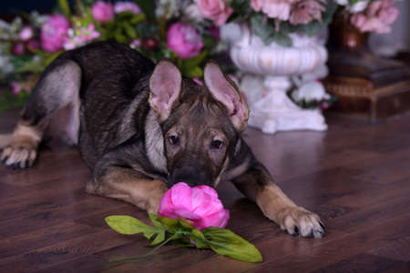 Cute puppy crossbreed lying on the floor with flowers.
