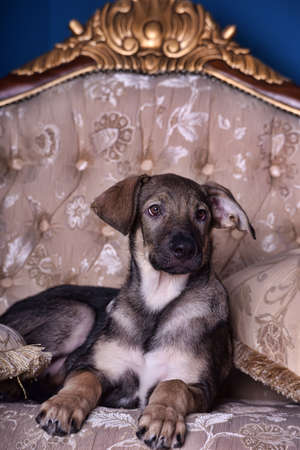 crossbreed puppy dog on the couchの写真素材