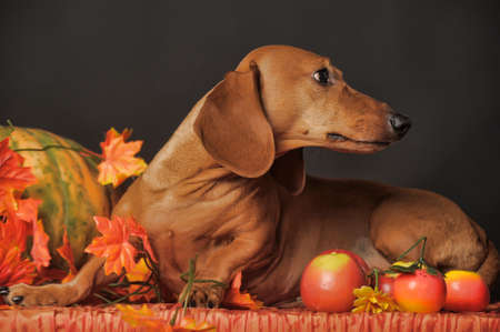 Brown dachshund on autumn background.の写真素材