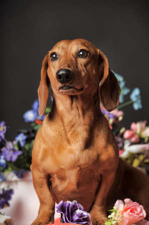 Brown dachshund on a background of flowers.の写真素材
