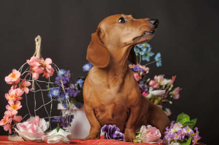 Brown dachshund on a background of flowers.の写真素材