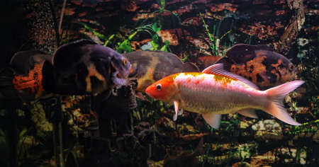 Red fish in the aquarium.の写真素材
