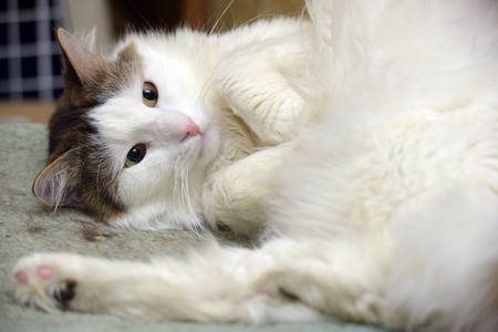 cute fluffy cat liesの写真素材