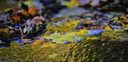 Autumn leaves on water- beautiful autumn background.の写真素材