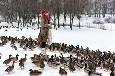 A lot of hungry ducks wintering.の写真素材