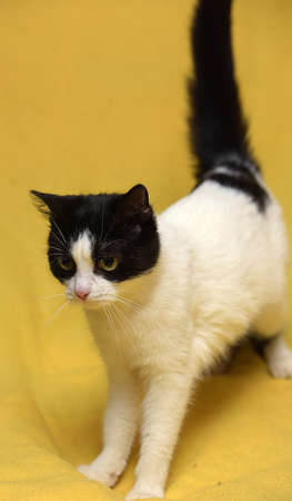 Black and white cat with yellow eyes on a yellow background.の写真素材