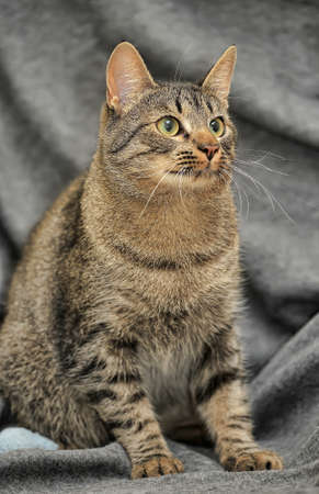 Brown tabby European Shorthair cat on gray background.の写真素材