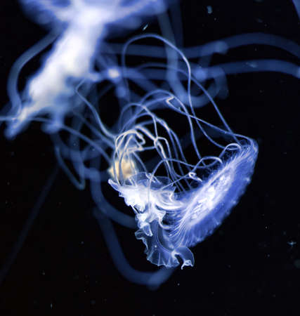 Jellyfish in the Aquarium in the zoo in Berlin.