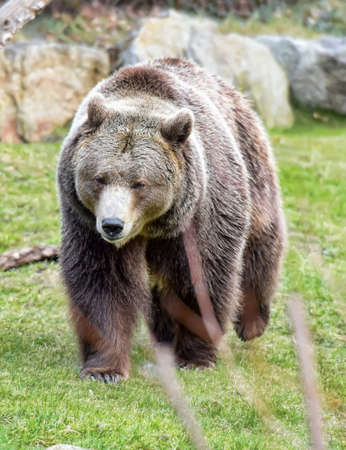 Bear walks on the grass.の写真素材