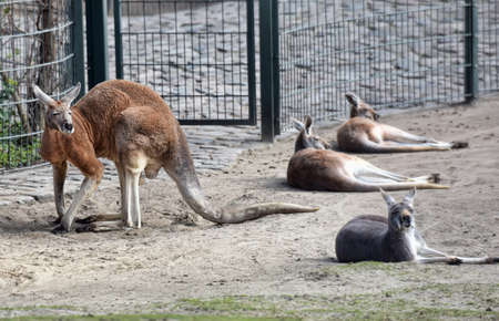 Kangaroos resting at the zoo.の写真素材