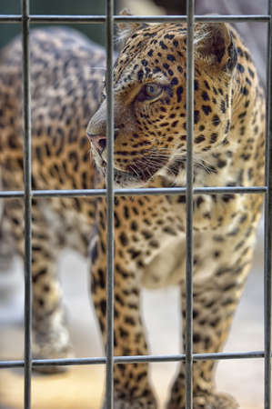 Leopard looking out from a wire fence.の写真素材