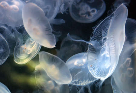 jelly fishの写真素材