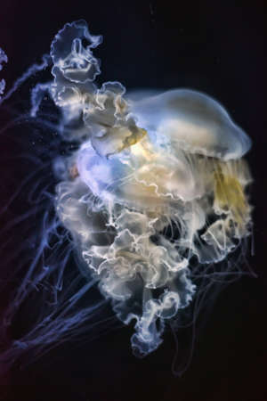 Jellyfish in the Aquarium in the zoo in Berlin.