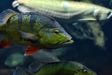 Fish in the aquarium of the Berlin zoo.の写真素材