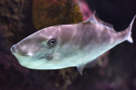Fish in the aquarium of the Berlin zoo.