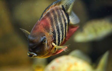 Fish in the aquarium of the Berlin zoo.の写真素材