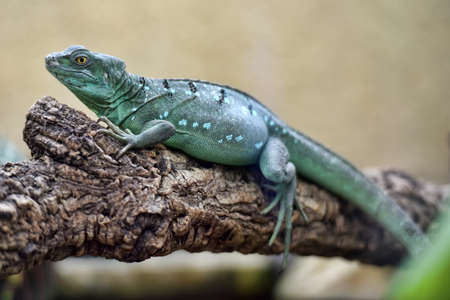 Lizards and turtles in the Berlin zoo.