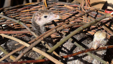 Young turkey chick in a wicker basket.の写真素材
