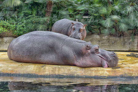 Two hippos, mother and child in a zoo.