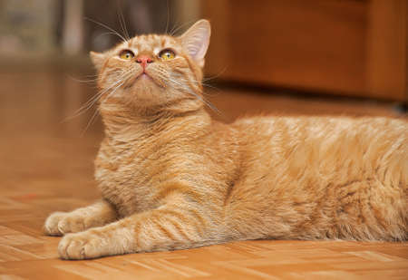 Cat with orange eyesの写真素材