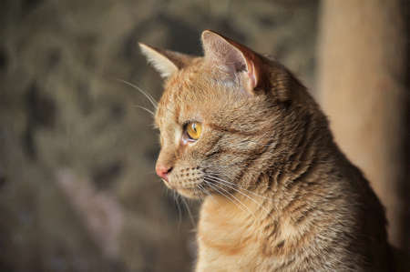 Red cat with orange eyes.の写真素材