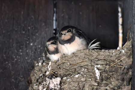 Swallows in the nestの写真素材