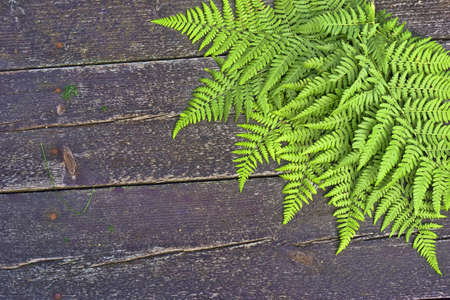 fern on wooden background