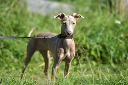 Peruvian Hairless Dog Peruvian Inca Orchid, the Inca Hairless Dog.の写真素材