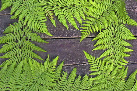Fern frame on a wooden background.の写真素材