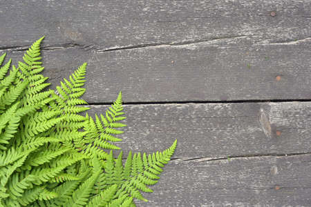 Fern frame on a wooden background.の写真素材