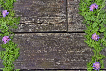 Frame with flowers clover and fern leaves on a wooden background.の写真素材