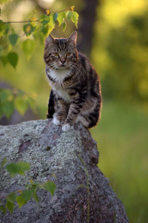 Beautiful tabby cat outdoor in summer.の写真素材