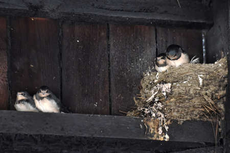 Barn Swallow Chicks in nest with ticks.の写真素材
