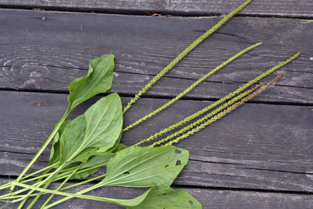 plantain on a wooden backgroundの写真素材