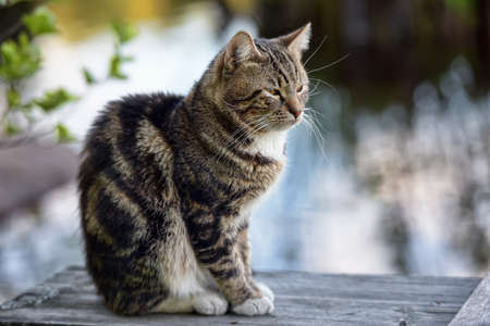 Beautiful tabby cat outdoor in summer.の写真素材