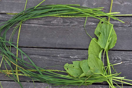 Frame of grass and plantain on a wooden background.の写真素材