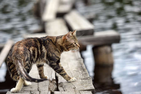 Cat with interest considering something on the jetty on the lake.の写真素材