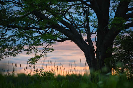 Lonely tree in the field, sunset shot.