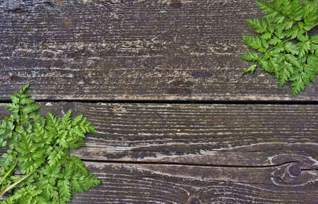 Fresh fern border on vintage wooden background.