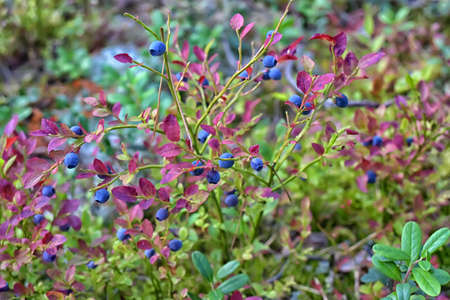 Closeup of a blueberry bush. Background is soft focus green. Ripe, almost ripe and unripe berries mixed together. Blueberries are high in antioxidant reducing free radical cells in the body.の写真素材