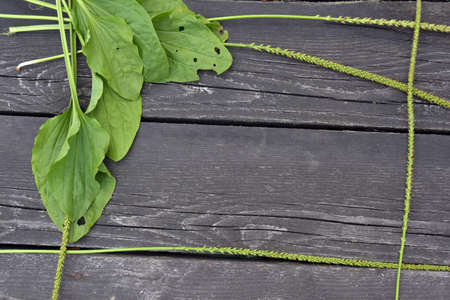 Plantain leaves and seeds on a wooden background.の写真素材
