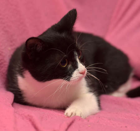 Black and white kitten on the pink background.