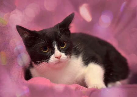Black and white kitten on the pink background.の写真素材