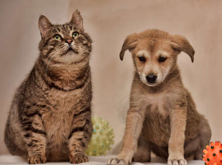 Cat and puppyの写真素材